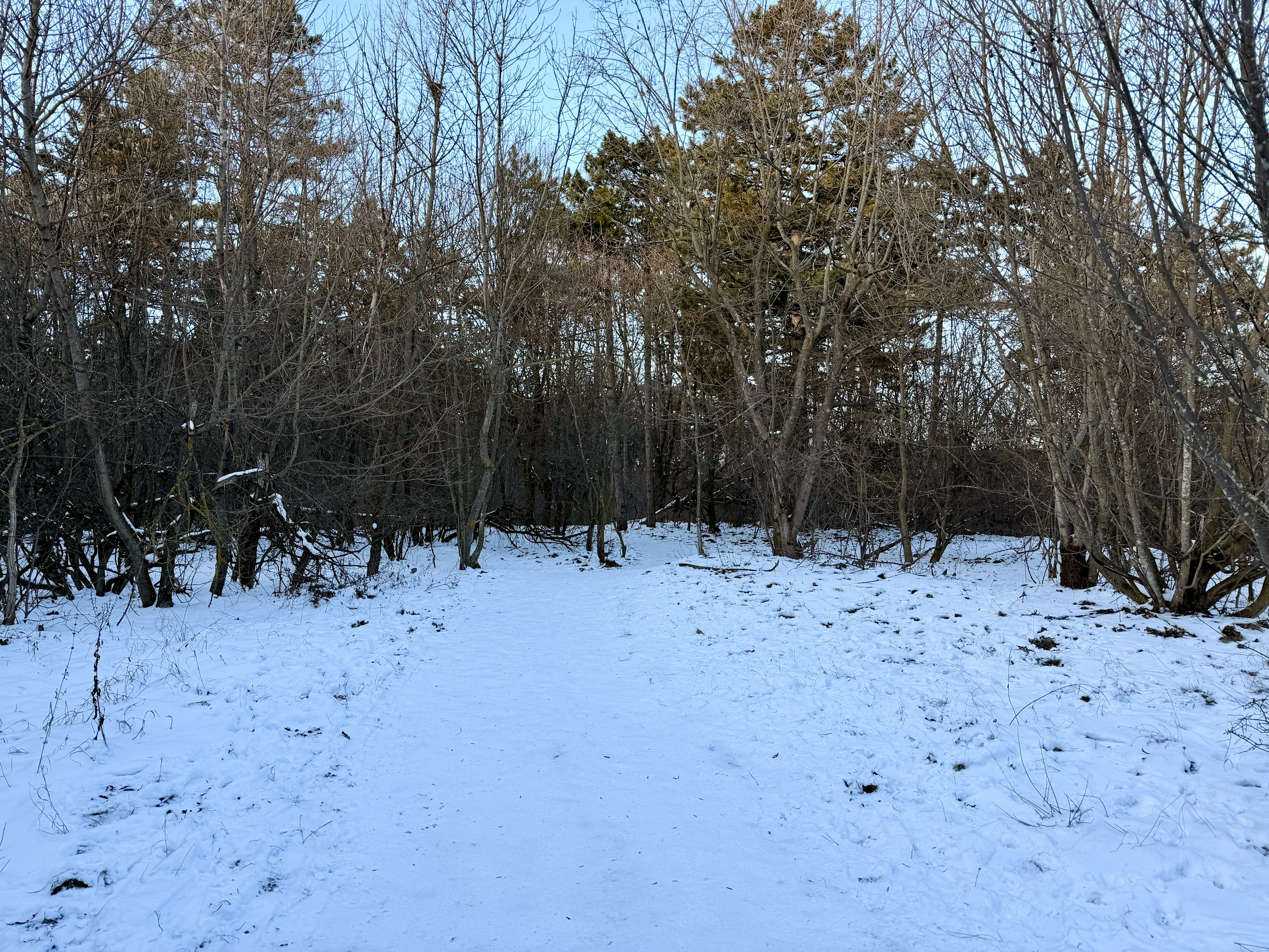 Normafa télen